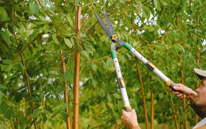 Tree trimming in Fennimore, WI
